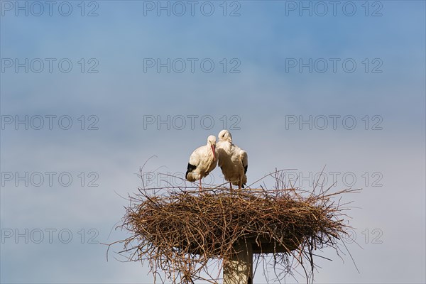 White storks