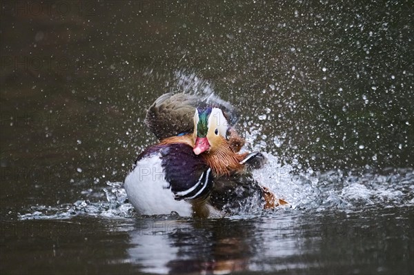 Mandarin duck