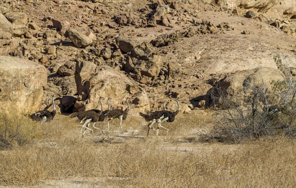 Common ostriches