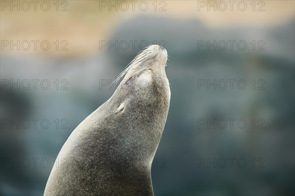 California sea lion