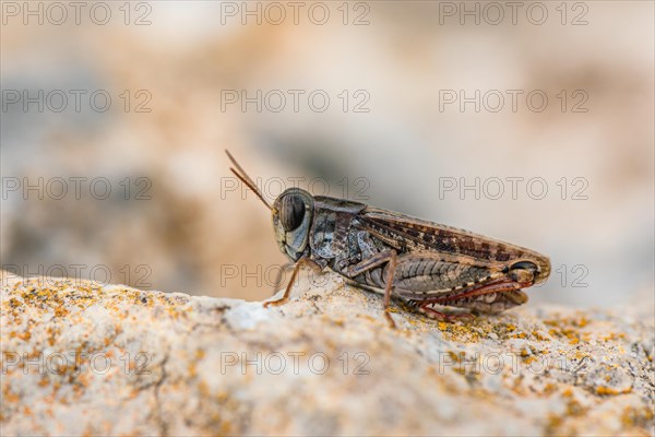 Short-horned Grasshopper