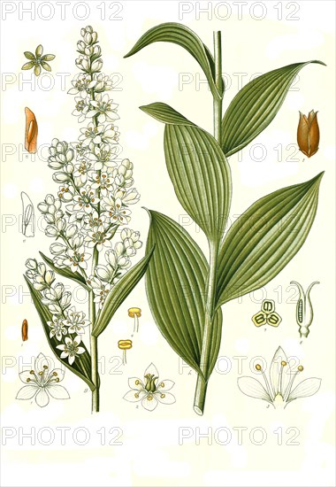 Medicinal plant