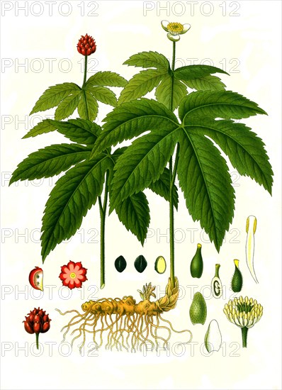 Medicinal plant