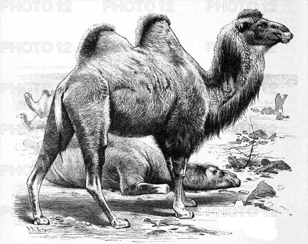 Bactrian camel