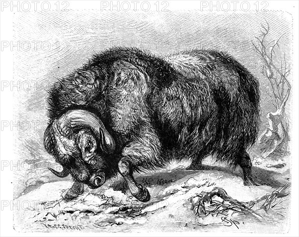 Musk ox