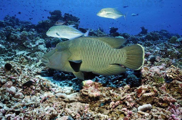 Humphead wrasse