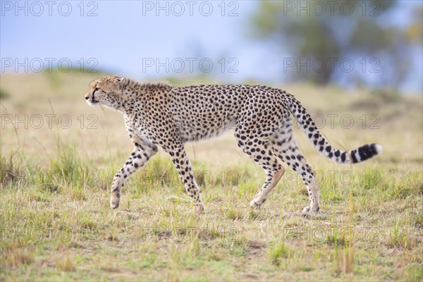 Cheetah