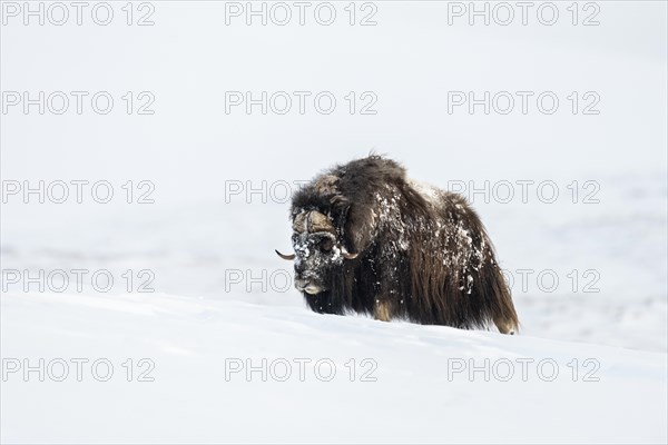 Musk ox