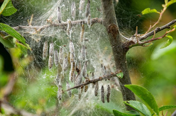 Web of spun-in caterpillars of the webbing moth on a shrub
