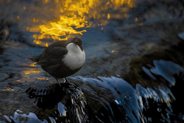 White-breasted dipper