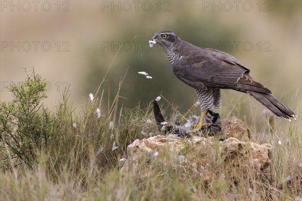 Northern goshawk