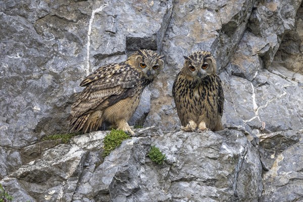 Eurasian eagle-owl