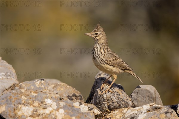 Thekla lark