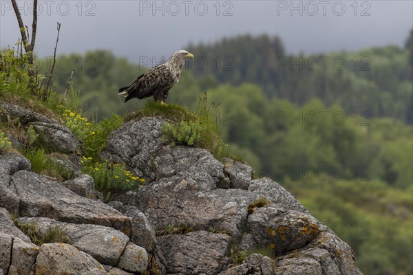 White-tailed eagle