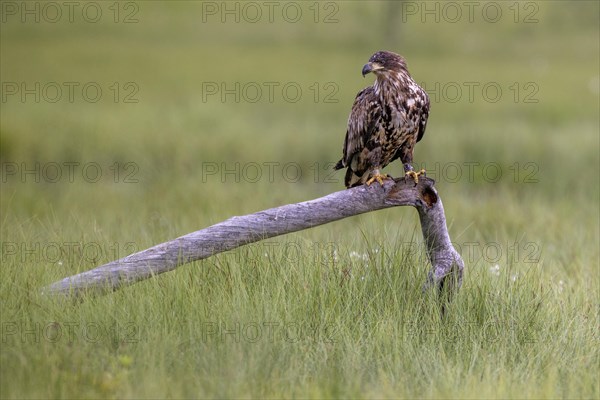 White-tailed eagle