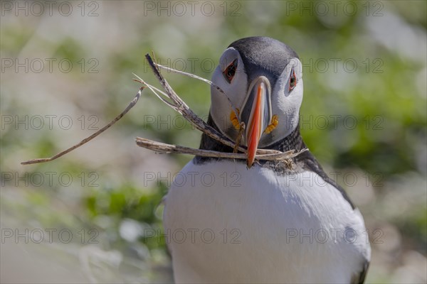 Puffin