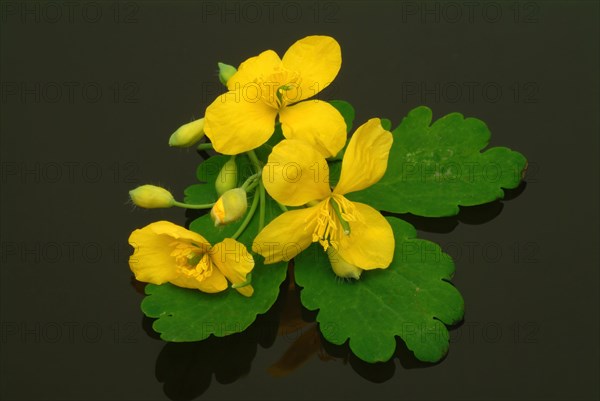 Medicinal plant greater celandine