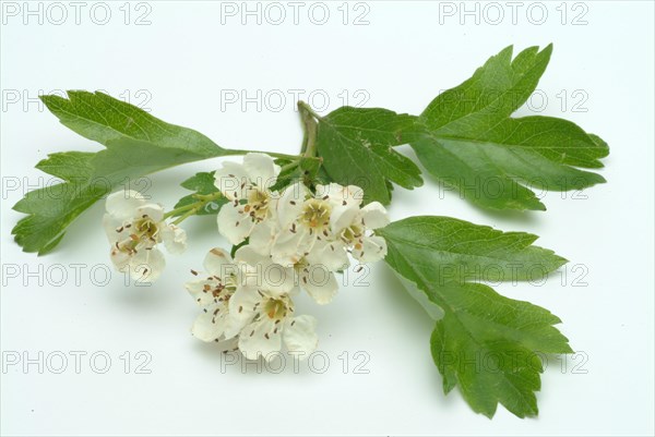 Medicinal plant hawthorn