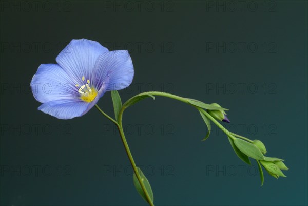 Medicinal plant Linseed