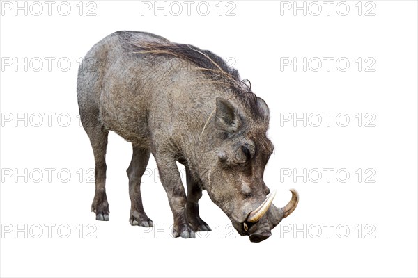 Common warthog