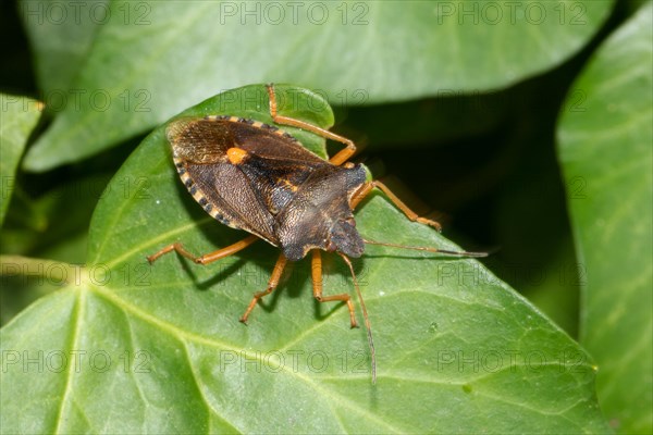 Hairy Shieldbug sitting on green leaf seen from front diagonally right