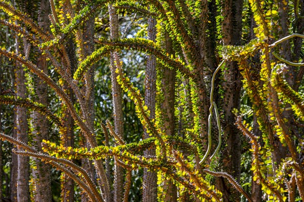 Spiny forest in the Berenty private reserve