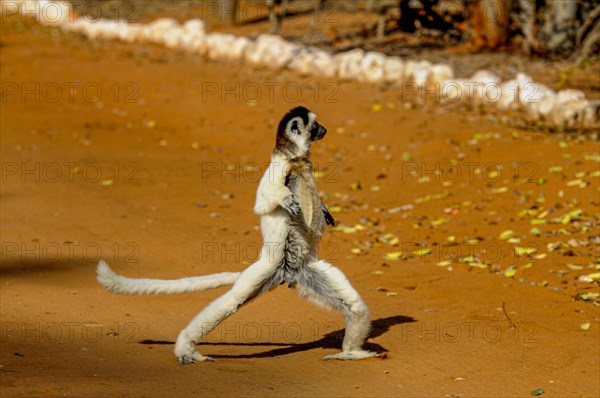 Dancing Leaping verreauxi lemur