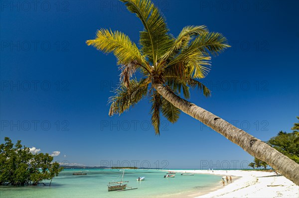 Palm tree on a beautiful white sand beach