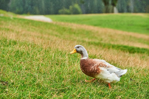 Domestic mallard