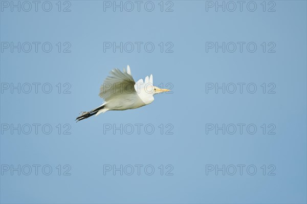 Cattle egret