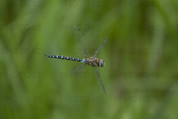 Migrant hawker