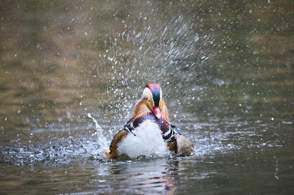 Mandarin duck