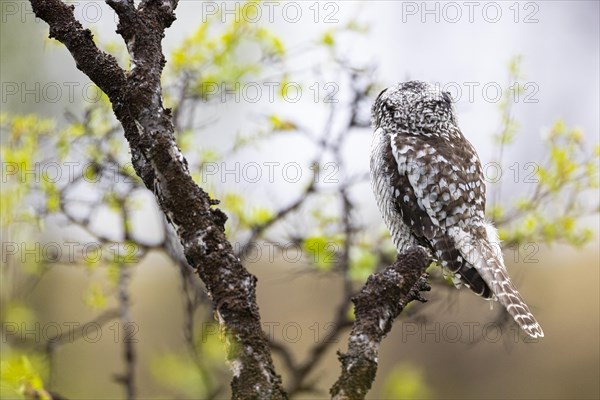 Northern hawk owl