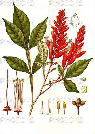 Medicinal plant