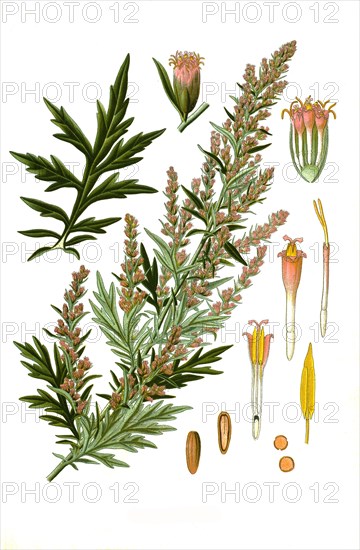 Medicinal plant