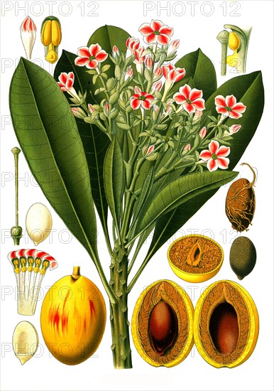 Medicinal plant