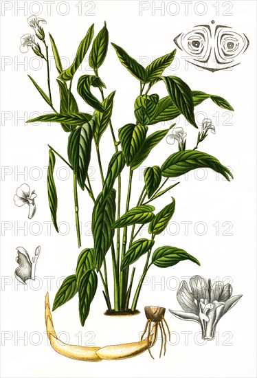 Maranta arundinacea is a useful plant. It is used to produce the so-called arrowroot flour