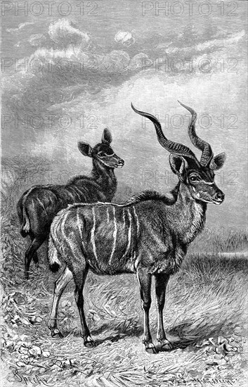 Lesser kudu