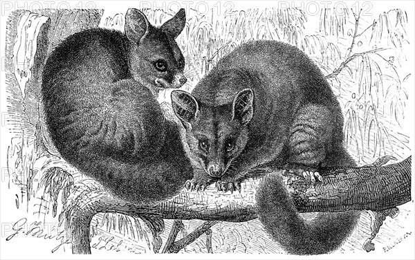 Common brushtail possum