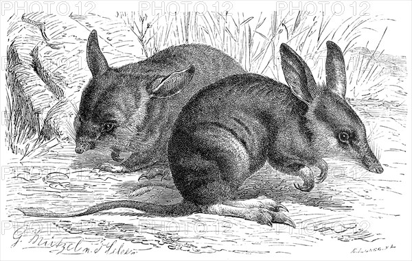 Long-nosed bandicoot