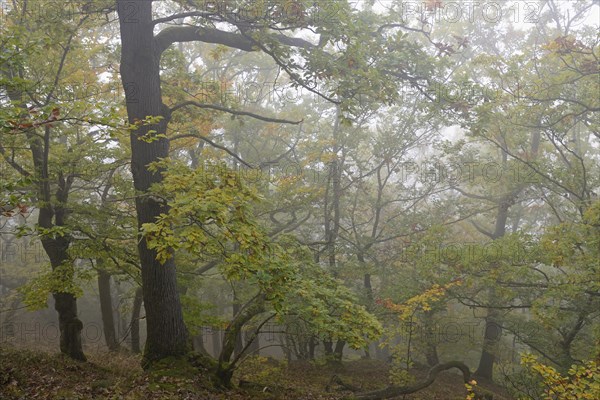 Oak trees