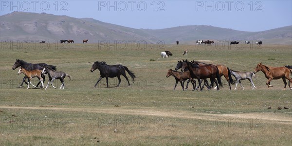 Horses running in the steppe near Song Kol Lake