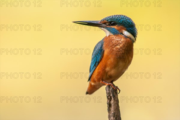 Kingfisher