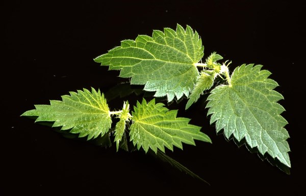 Young nettle leaves