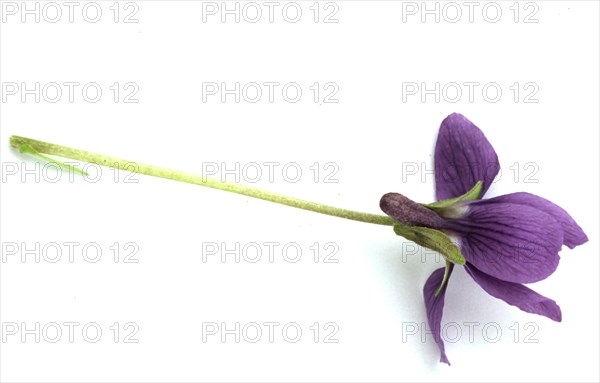 Single Violet Flower