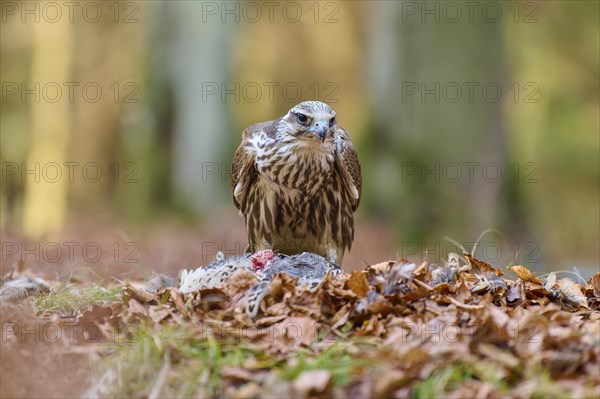 Saker falcon