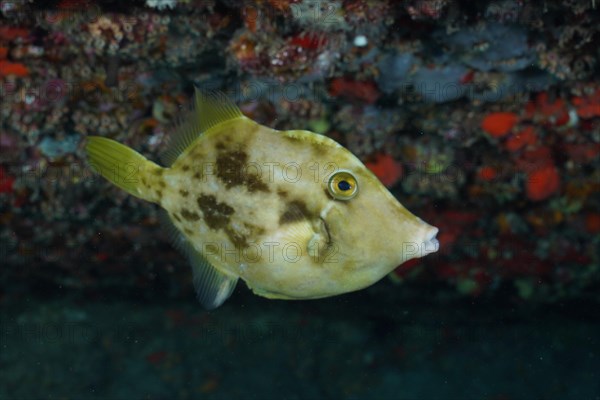 Brown filefish