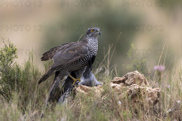 Northern goshawk