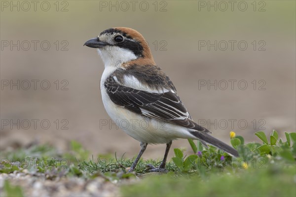 Woodchat Shrike