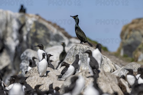 Common shag